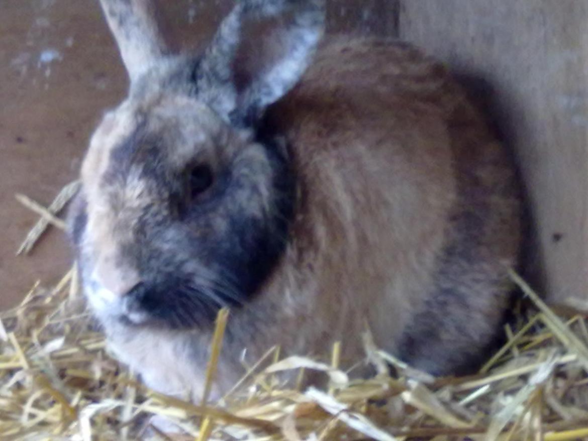 Kanin Bernard billede 5