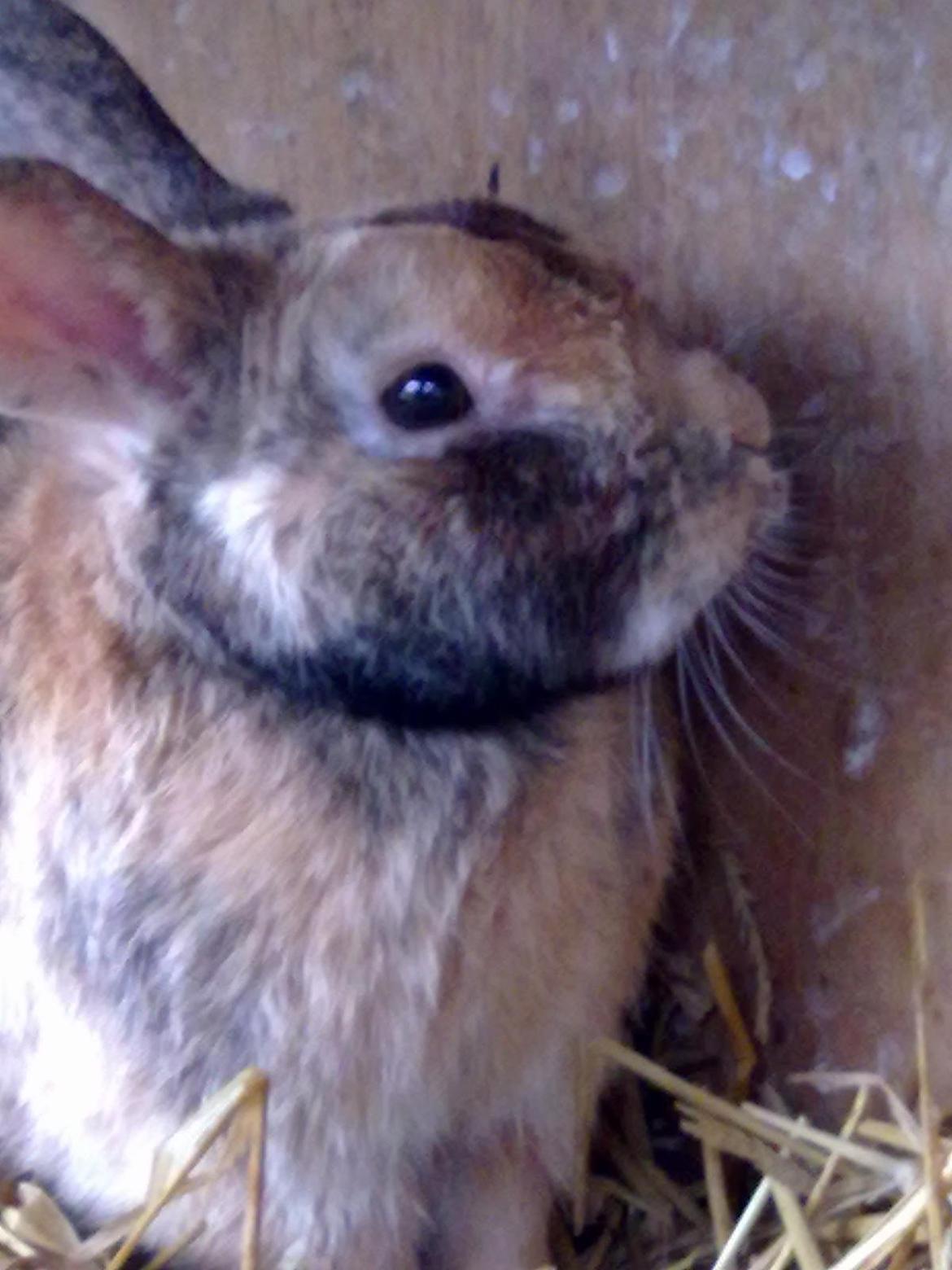 Kanin Bernard billede 6