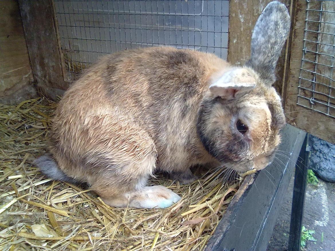 Kanin Bernard billede 9