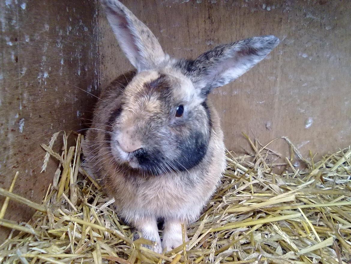 Kanin Bernard billede 10