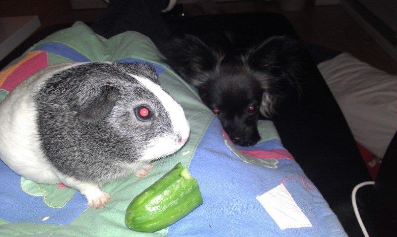 Marsvin Stella - Stella og vores Chihuahua . De to er bedste venner:) Og hunden passer på hende. billede 1