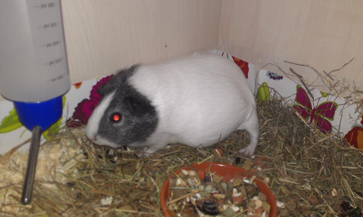 Marsvin Stella billede 2