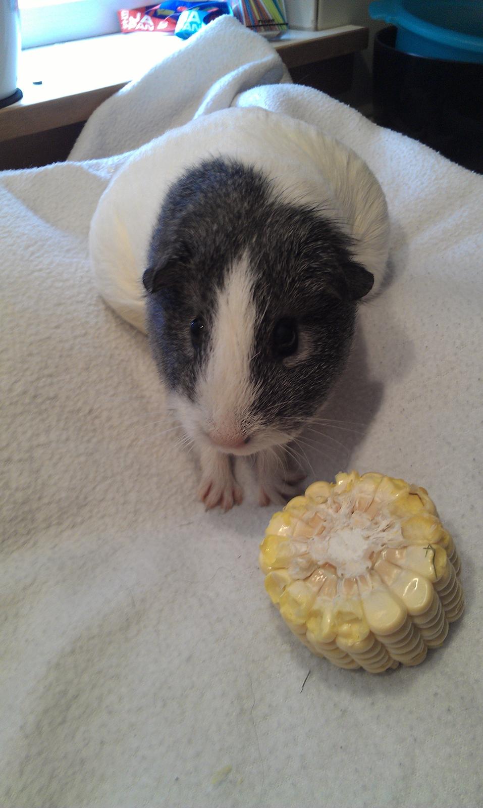 Marsvin Stella - Elsker majs billede 3