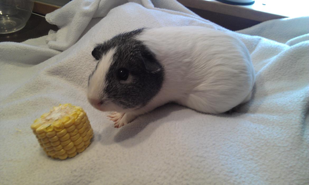 Marsvin Stella billede 4