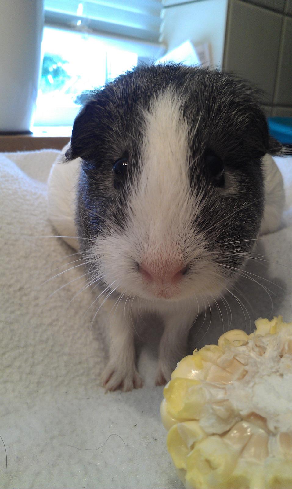 Marsvin Stella - Synes selv hun har de smukkeste aftegninger billede 5