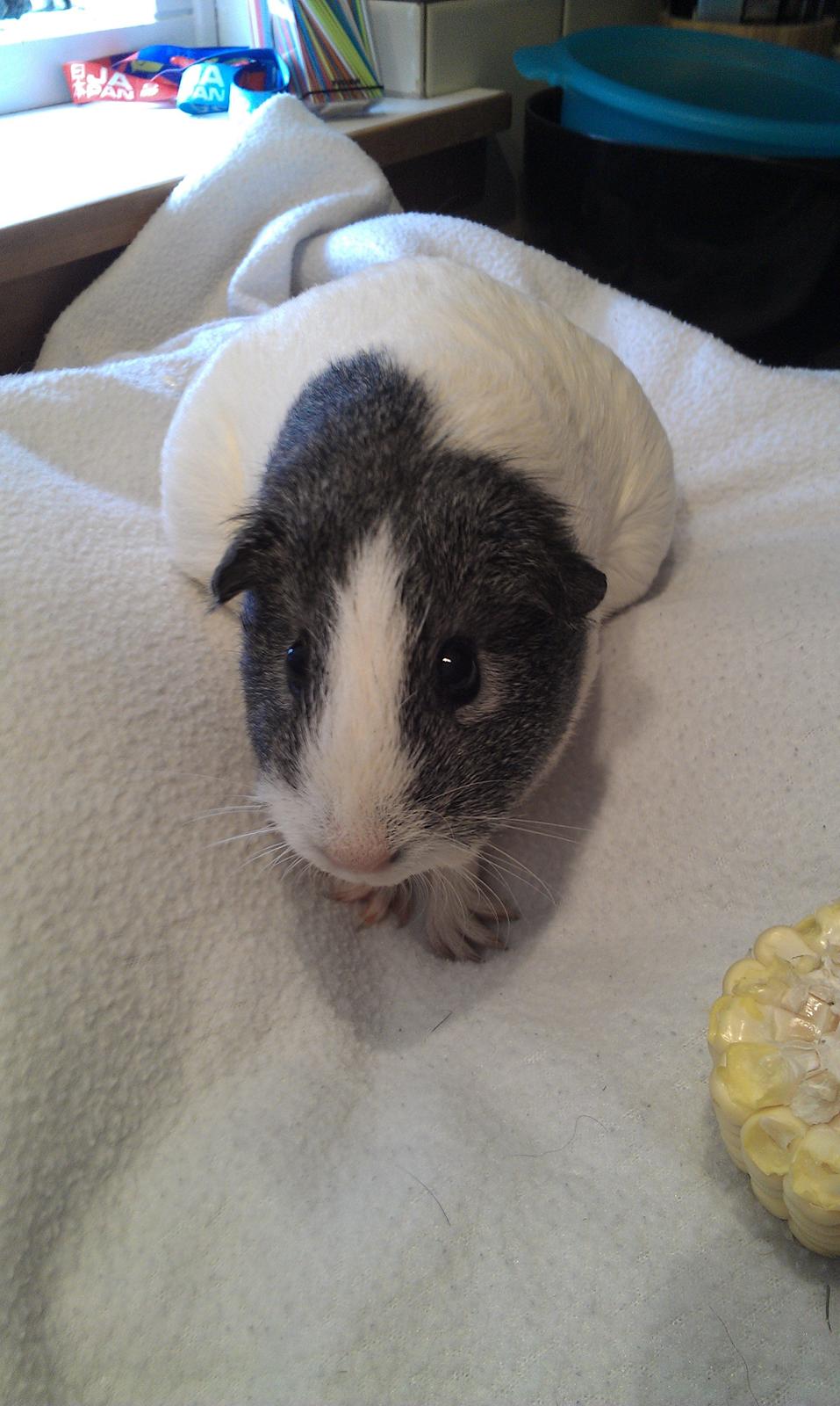 Marsvin Stella billede 6