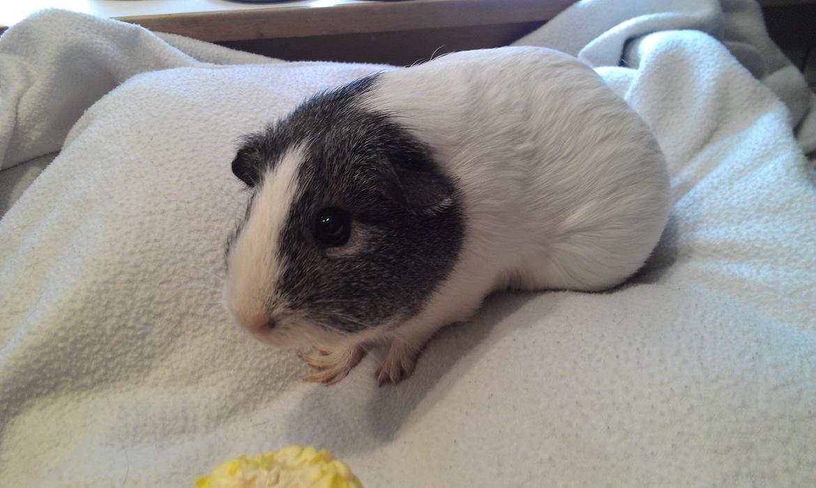 Marsvin Stella - Her kan man tydeligt se at hun er højdrægtig billede 7