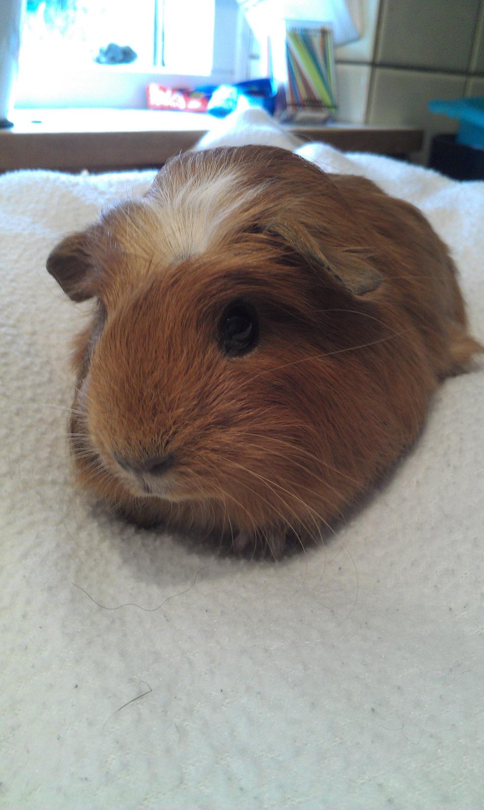 Marsvin Rosa billede 1