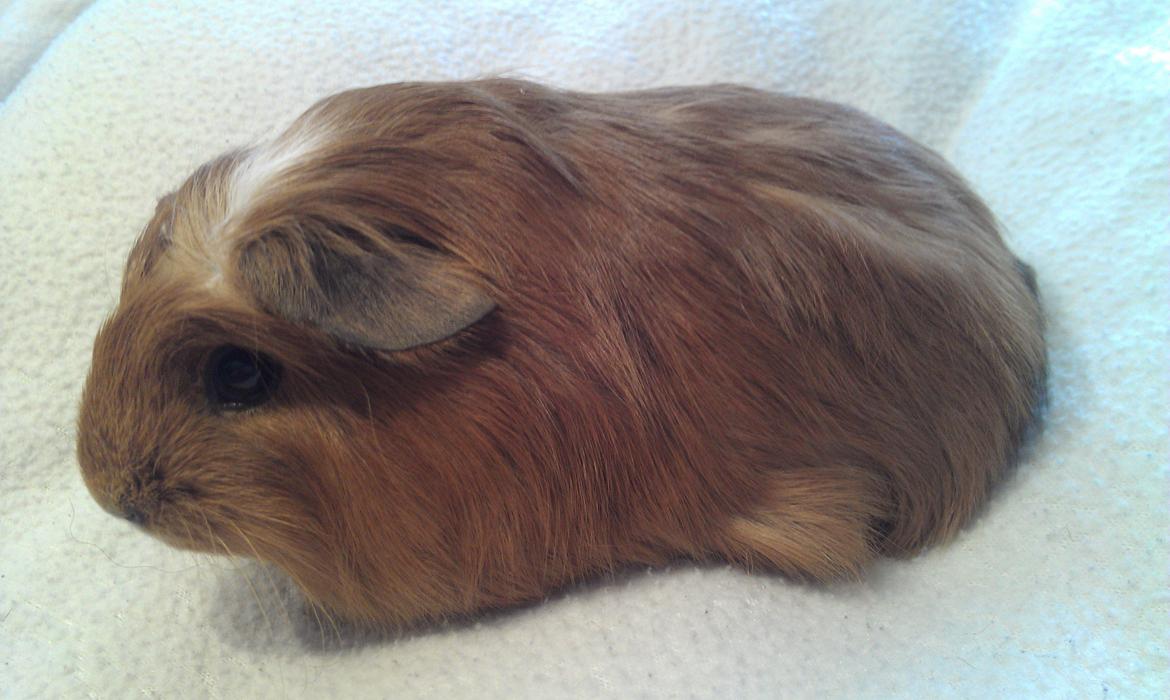 Marsvin Rosa billede 2