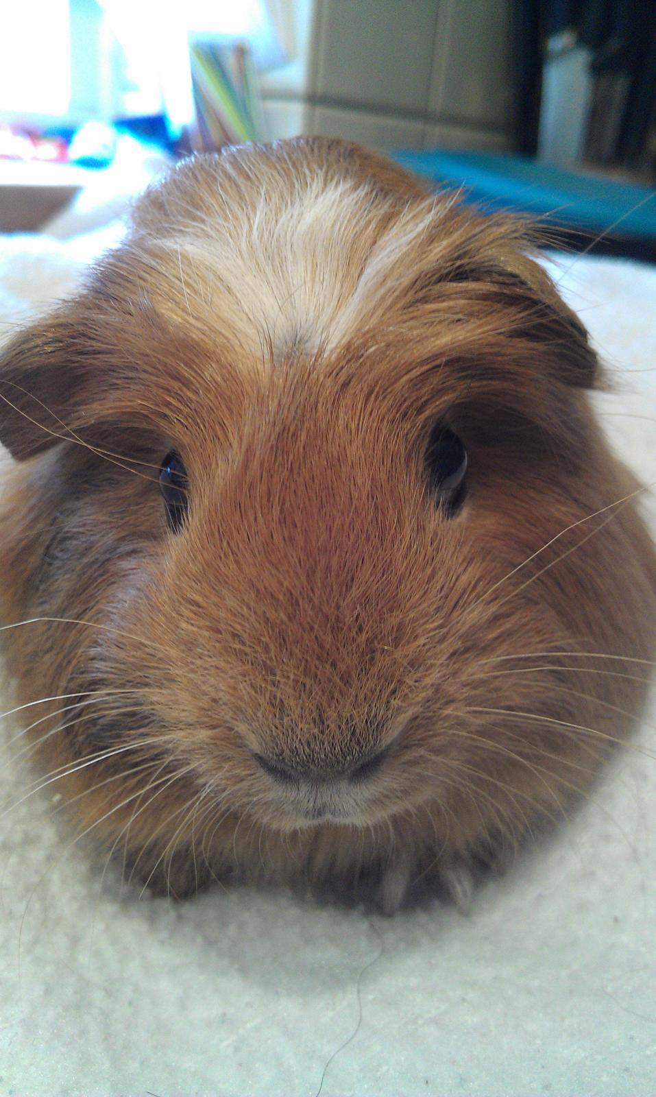 Marsvin Rosa billede 3