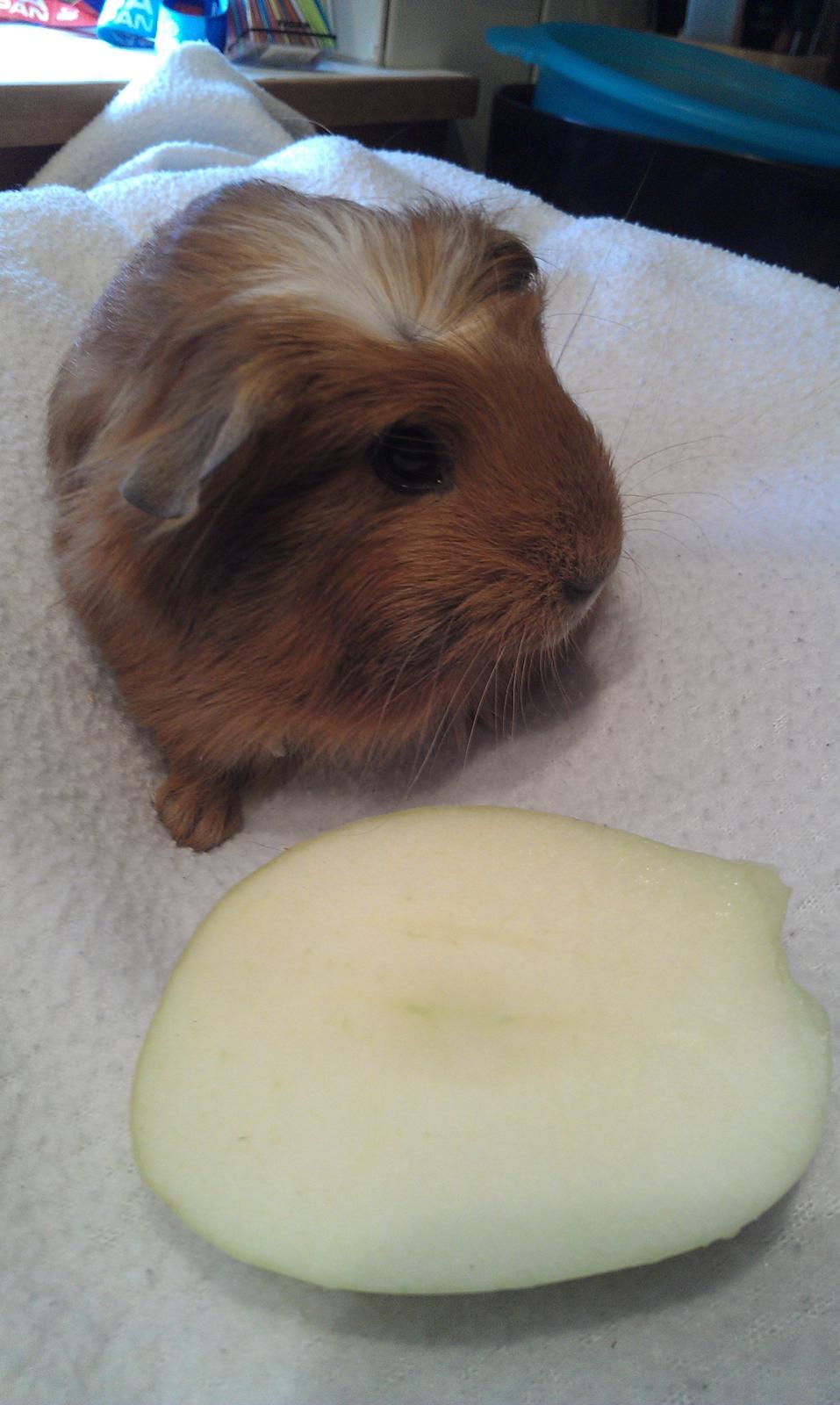 Marsvin Rosa billede 4