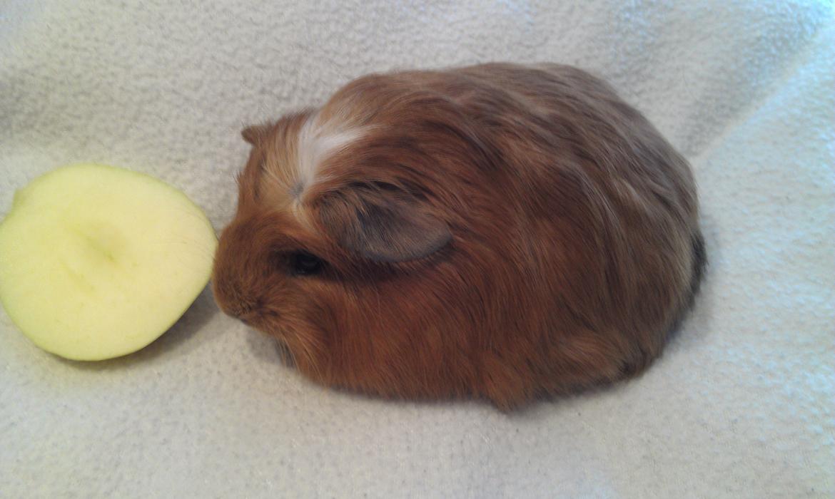 Marsvin Rosa billede 5