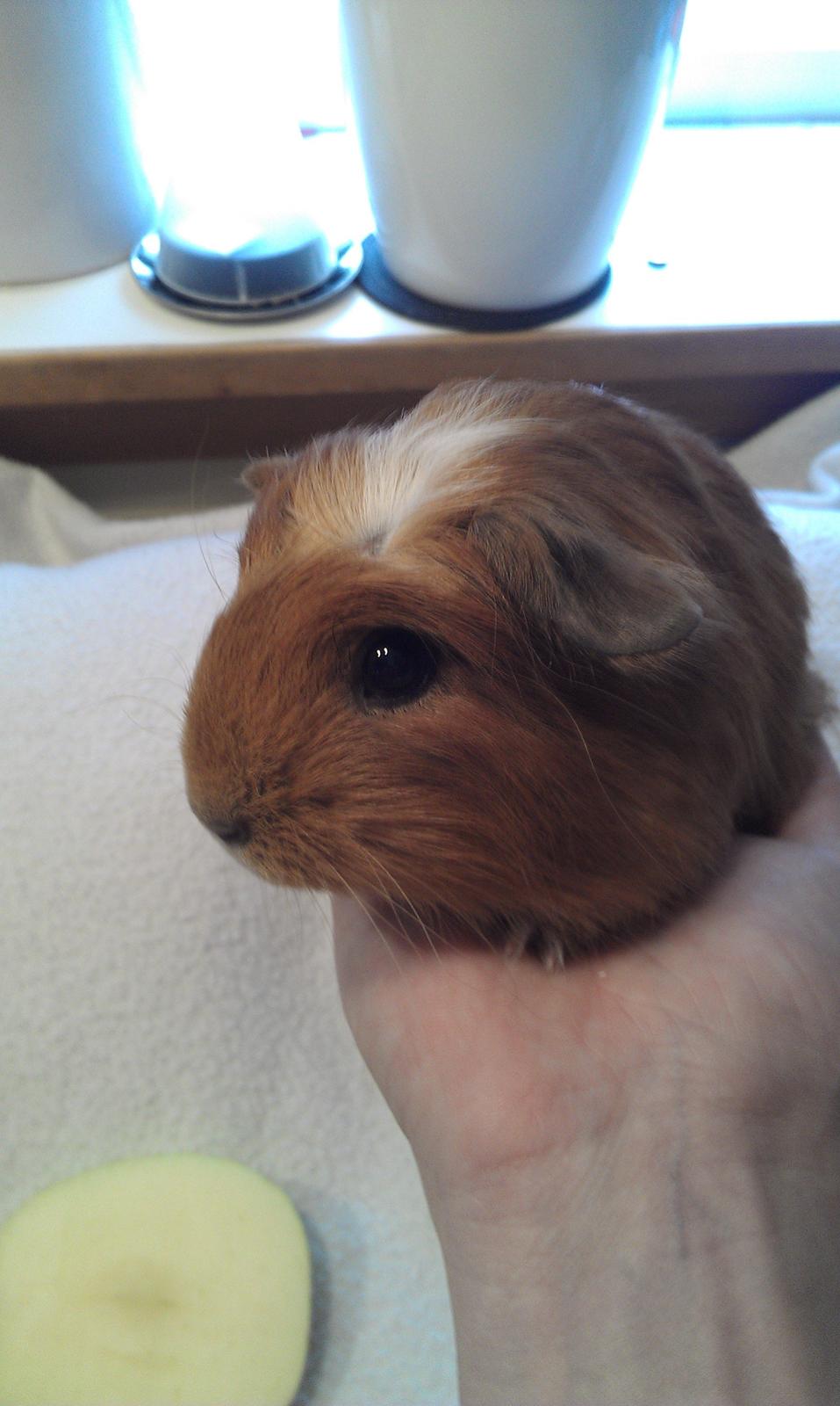 Marsvin Rosa billede 6