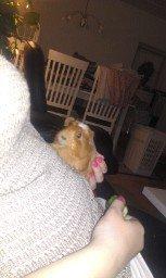 Marsvin Rosa billede 7