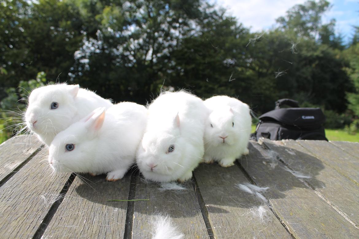 Kanin Ahrenkiels Sexy Blue Eyes |Hermelin| *R.I.P.* - Familieportræt!
Fra venstre: Blue Ocean, Sexy, Foundation og Popcorn. billede 12