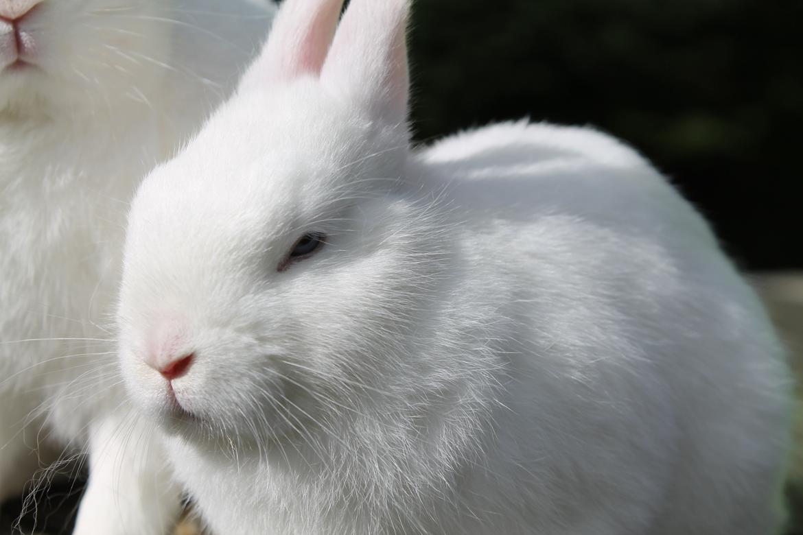 Kanin Ahrenkiels Sexy Blue Eyes |Hermelin| *R.I.P.* billede 5