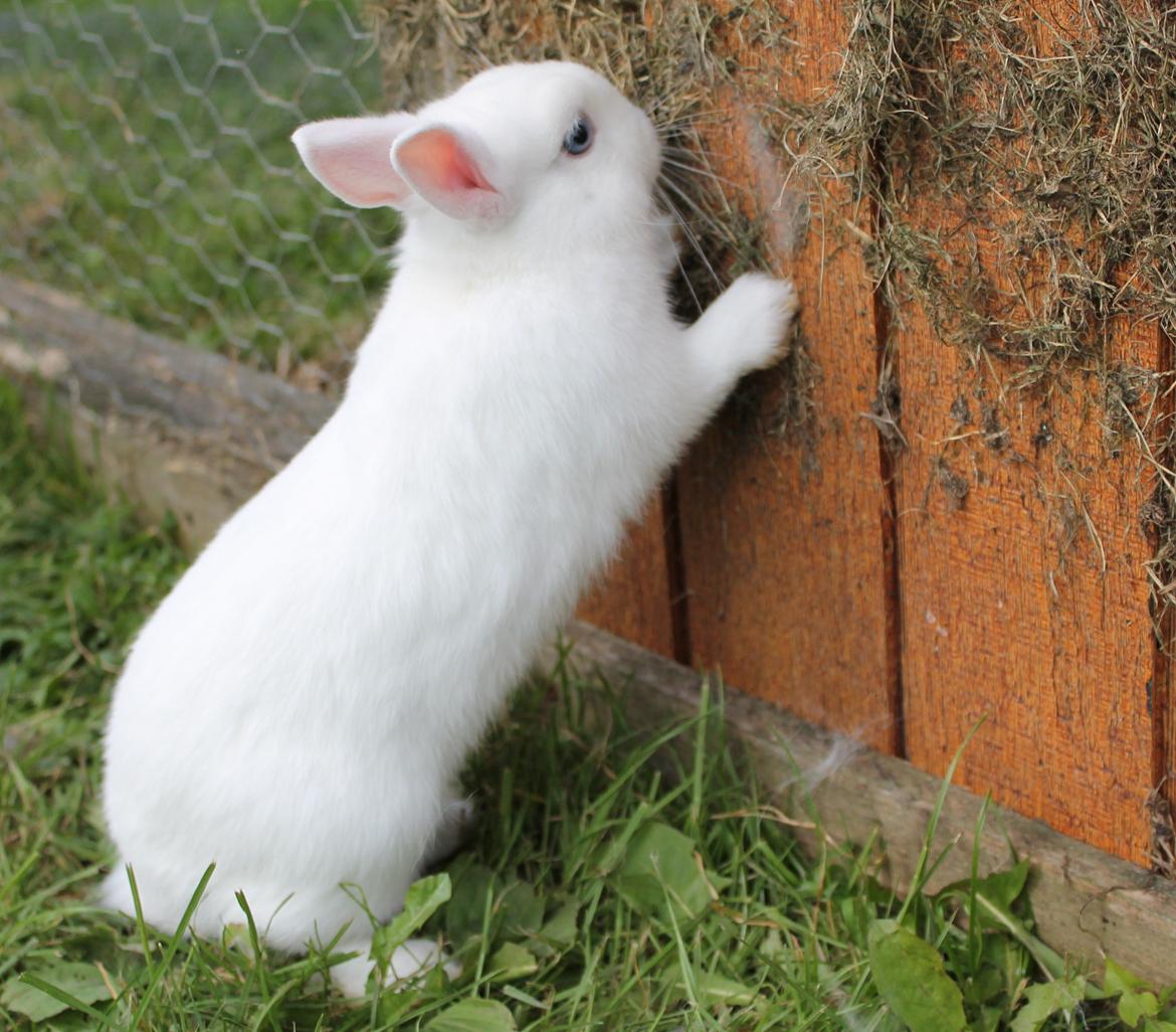 Kanin Ahrenkiels Sexy Blue Eyes |Hermelin| *R.I.P.* - Skat <3. billede 2