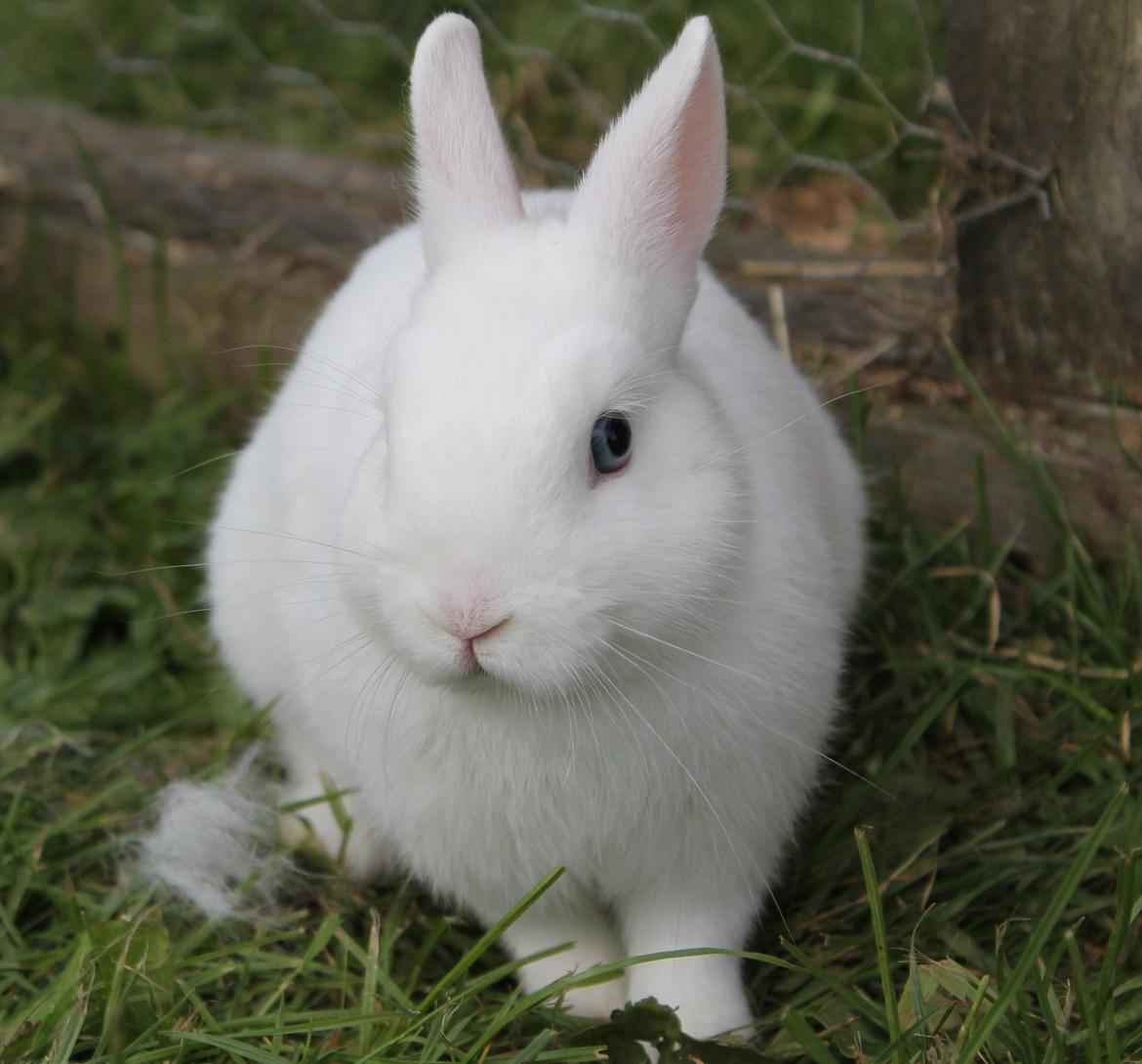 Kanin Ahrenkiels Sexy Blue Eyes |Hermelin| *R.I.P.* - Sexy!<3 billede 8