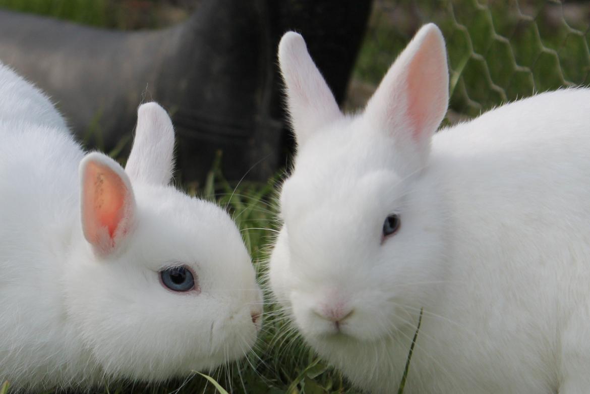 Kanin Ahrenkiels Sexy Blue Eyes |Hermelin| *R.I.P.* - Halvsøskende.
Sexy er den som vender hovedet væk, Pop er den der vil møsse :p. billede 15
