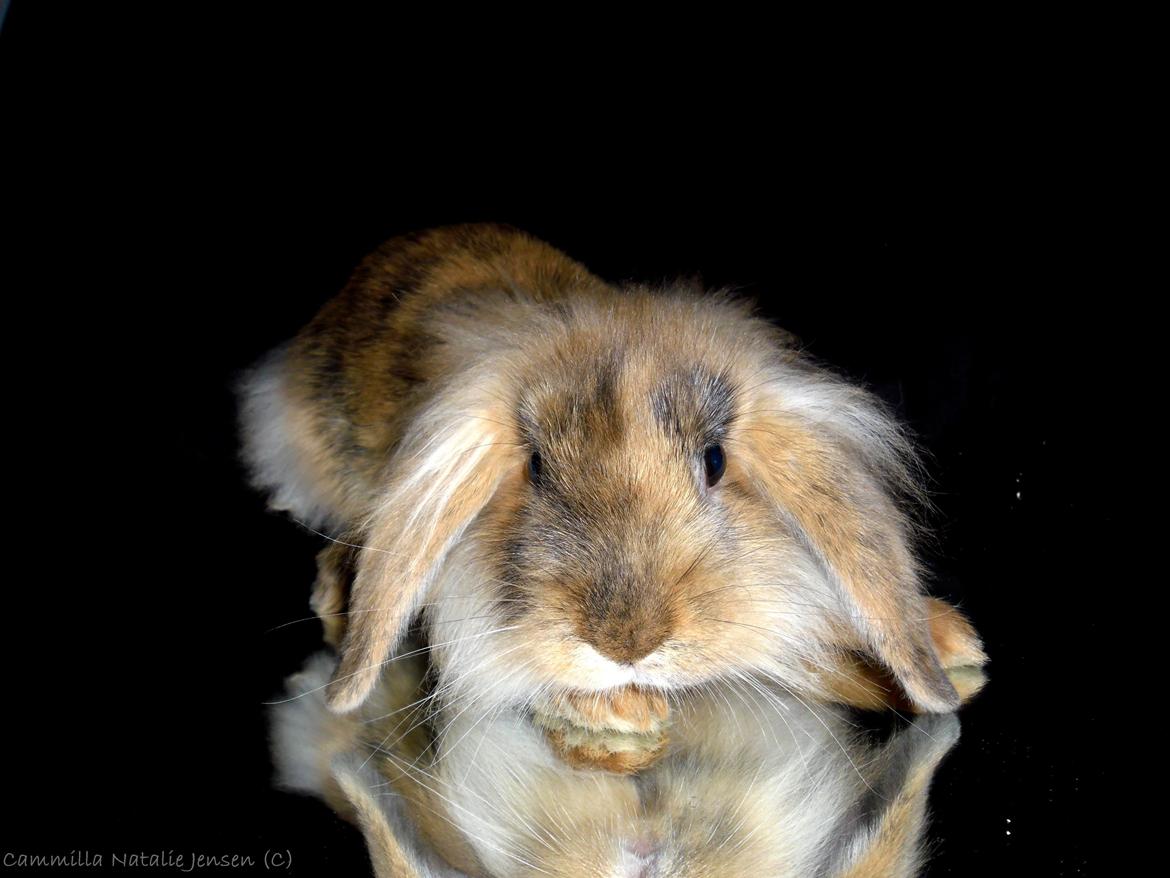 Kanin Raion - Raion som model. Han er utrolig fotogen må man sige :) billede 3