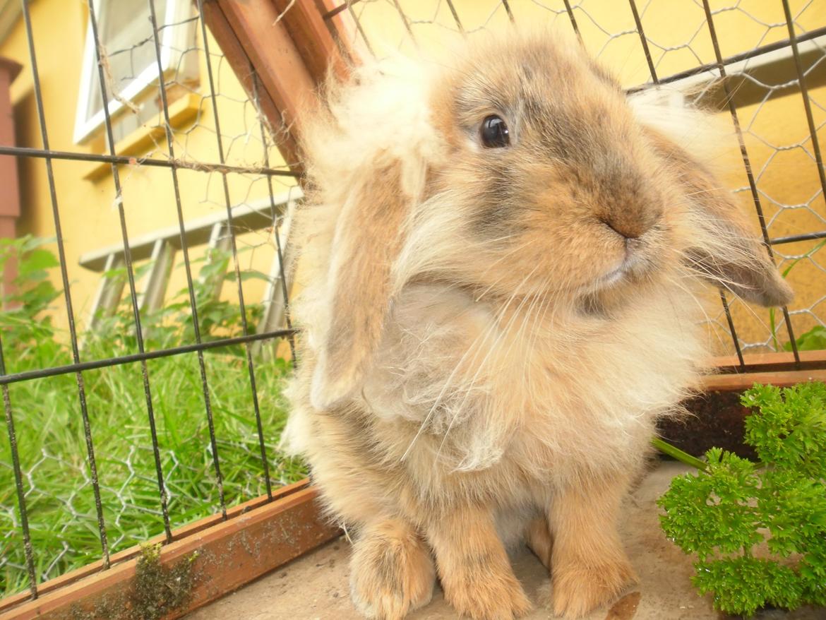 Kanin Raion billede 9