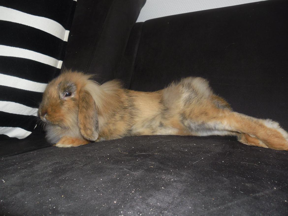 Kanin Raion - Første gang Raion var med inde på sofaen og lege (: Han har aldrig været spor nervøs og fandt sig til rette med det samme :) billede 11