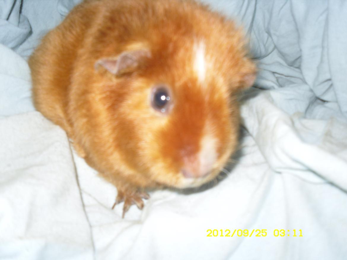 Marsvin Malibu - Helt friske billeder<3 billede 7