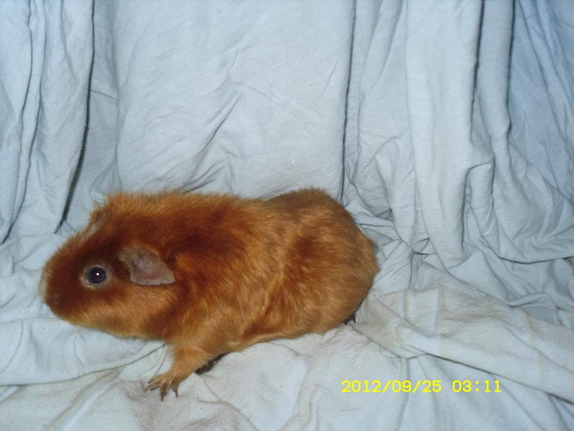 Marsvin Malibu - Helt friske billeder<3 billede 9