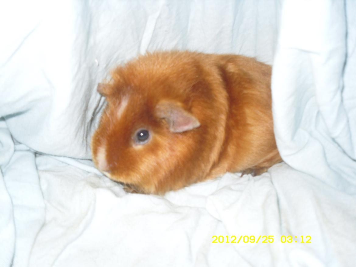 Marsvin Malibu - Helt friske billeder<3 billede 10