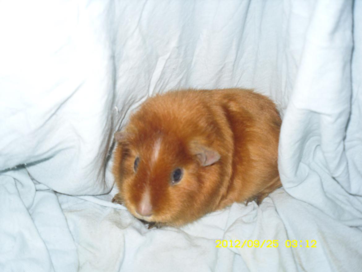 Marsvin Malibu - Helt friske billeder<3 billede 11