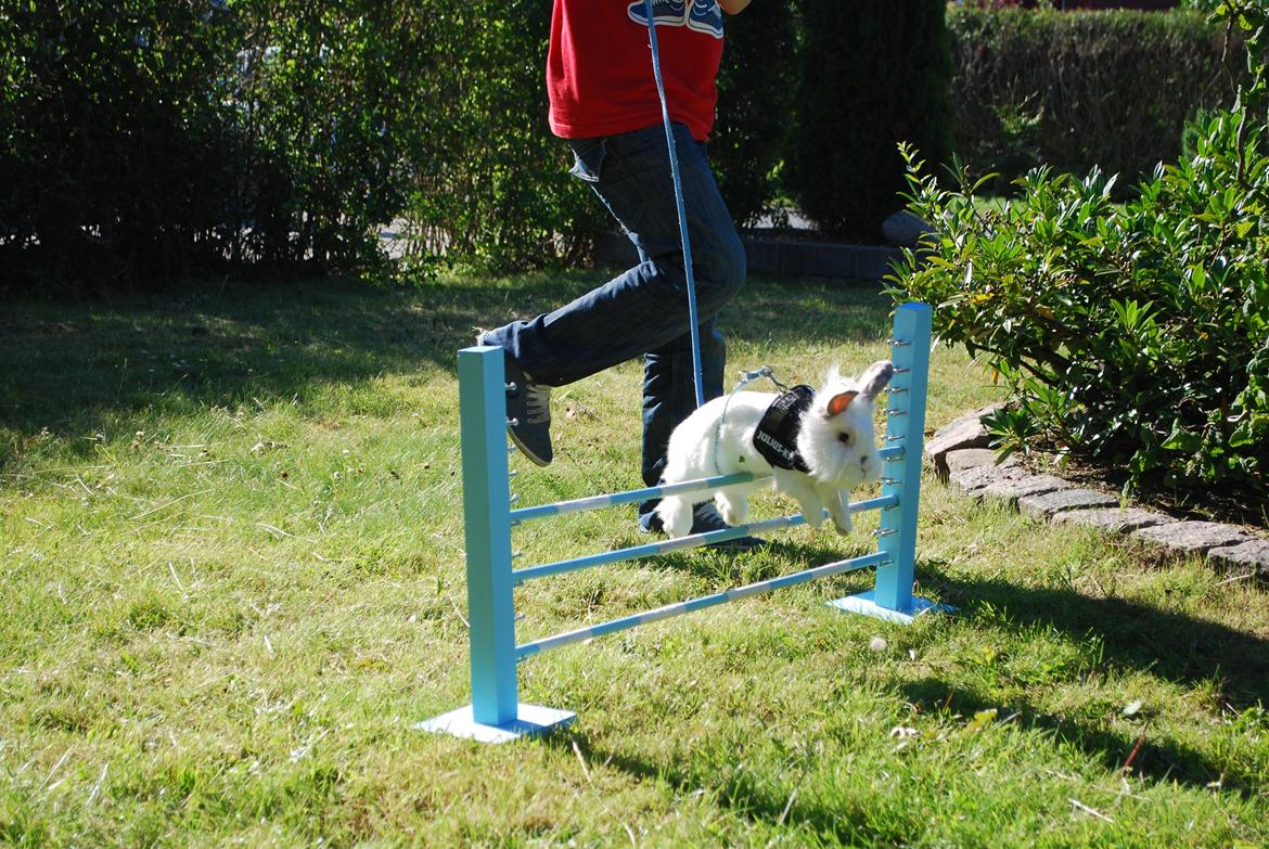 Kanin Vimse billede 18