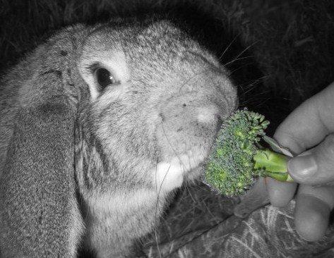 Kanin Peter Plys billede 1