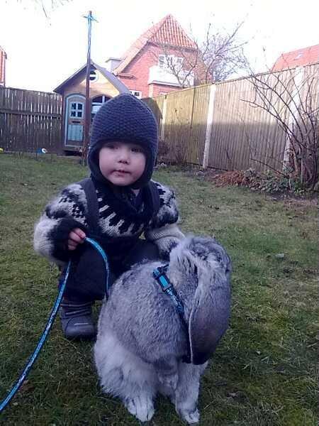 Kanin Peter Plys billede 2