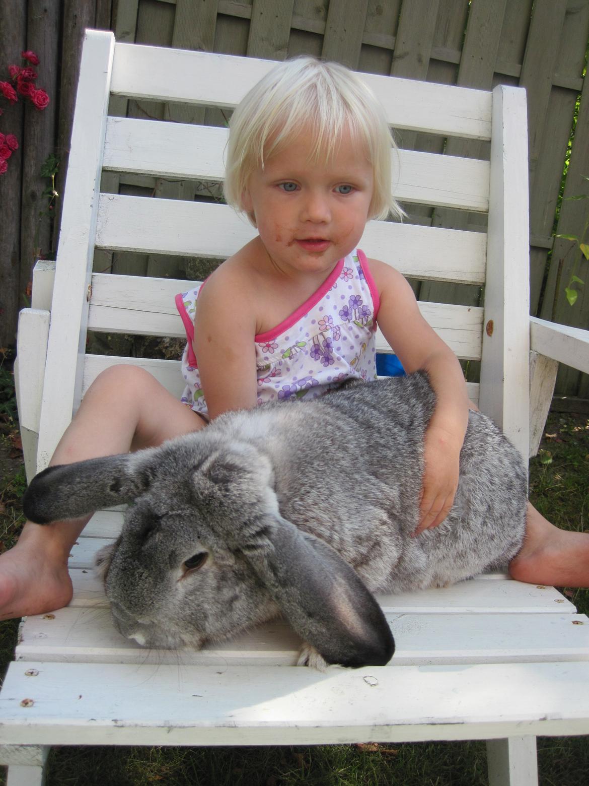 Kanin Peter Plys billede 3