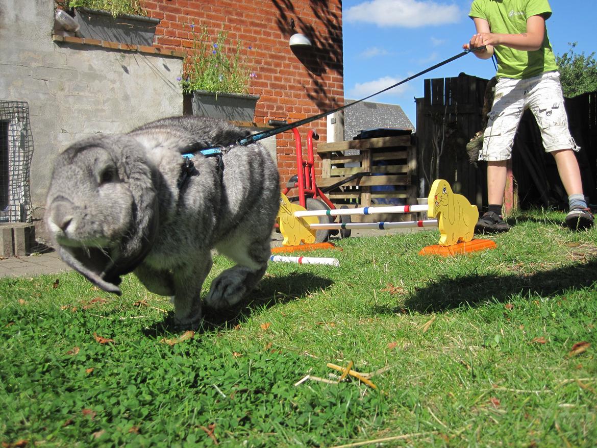 Kanin Peter Plys billede 5