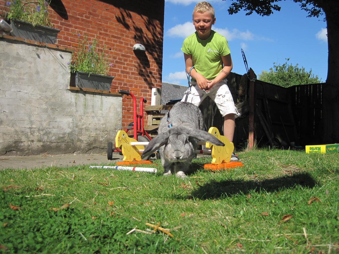 Kanin Peter Plys billede 6