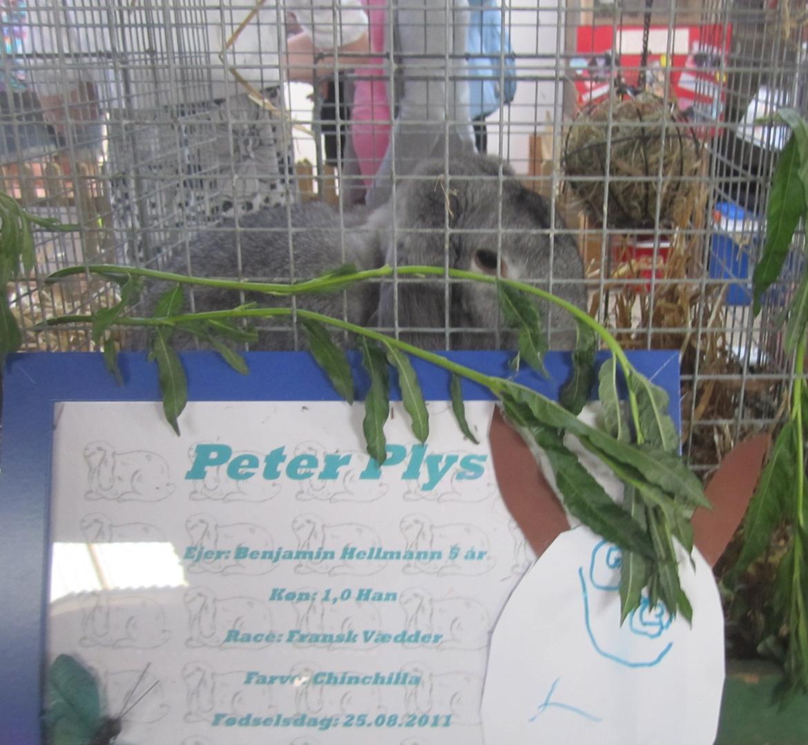 Kanin Peter Plys billede 4