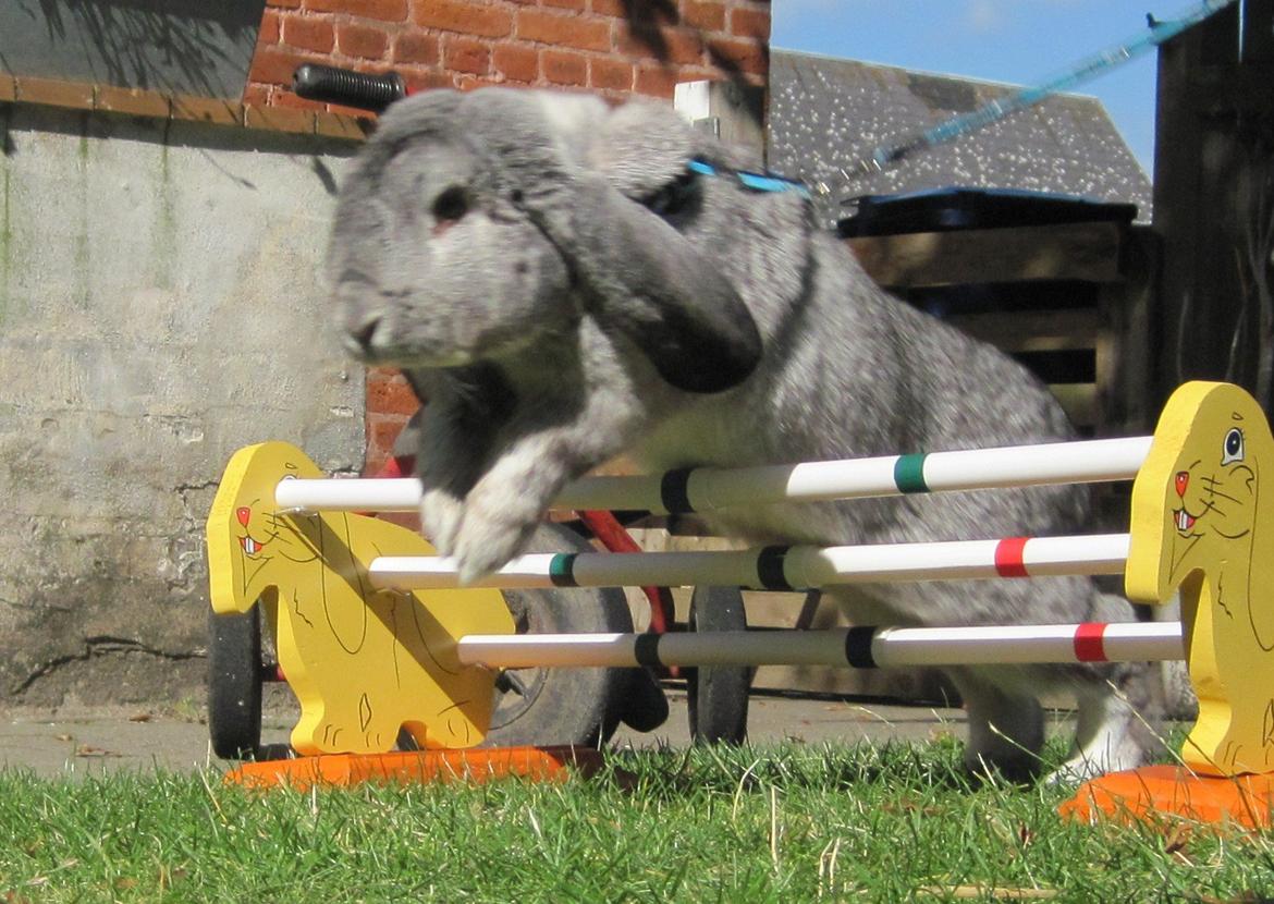 Kanin Peter Plys billede 7