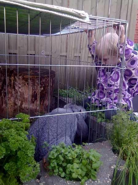 Kanin Peter Plys billede 8