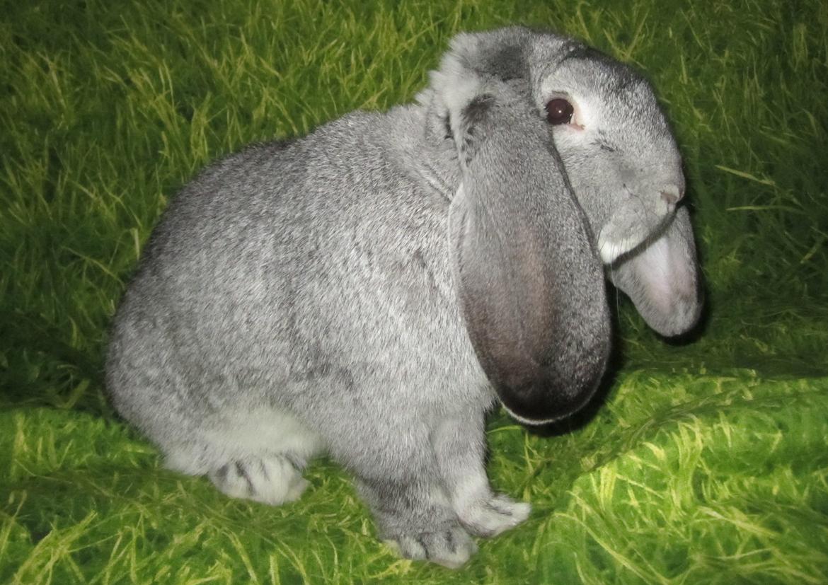 Kanin Peter Plys billede 9