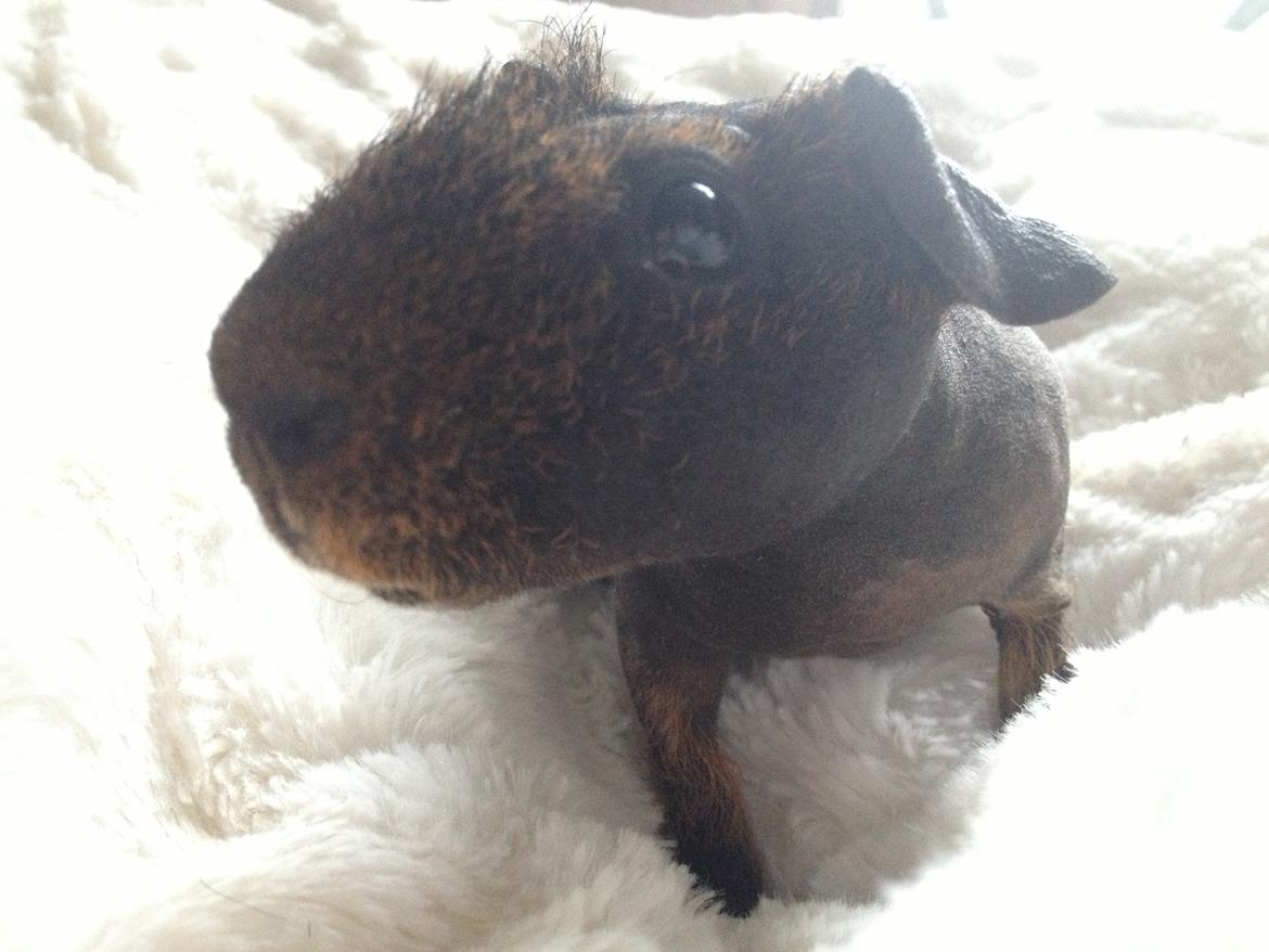 Marsvin Flintstones Mulder billede 5