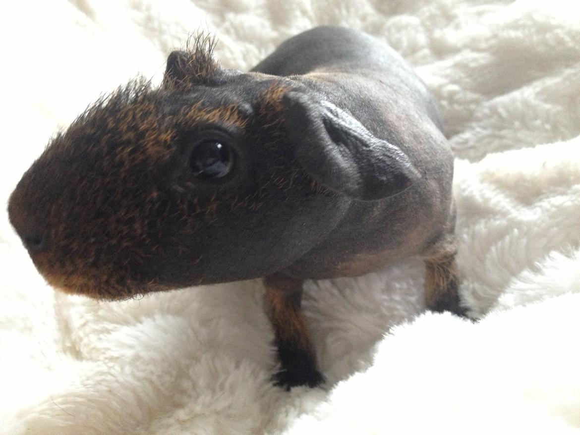 Marsvin Flintstones Mulder billede 8