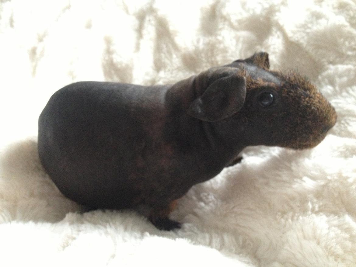 Marsvin Flintstones Mulder billede 9