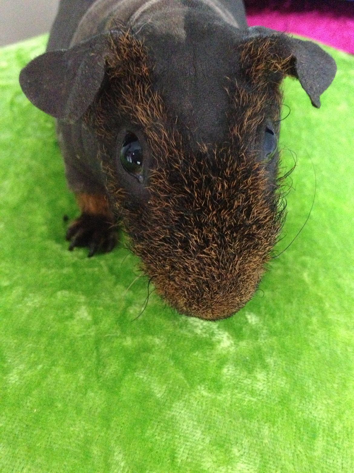 Marsvin Flintstones Mulder billede 7