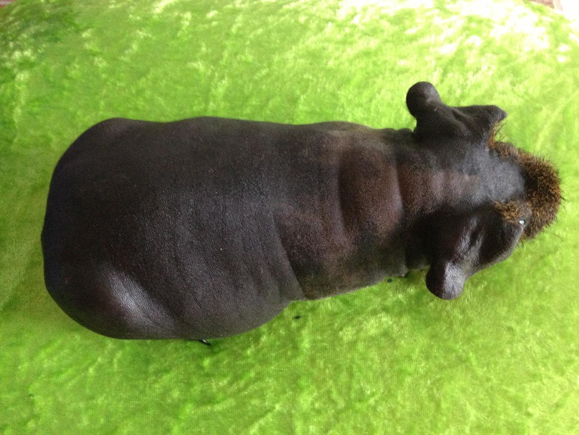 Marsvin Flintstones Mulder billede 13