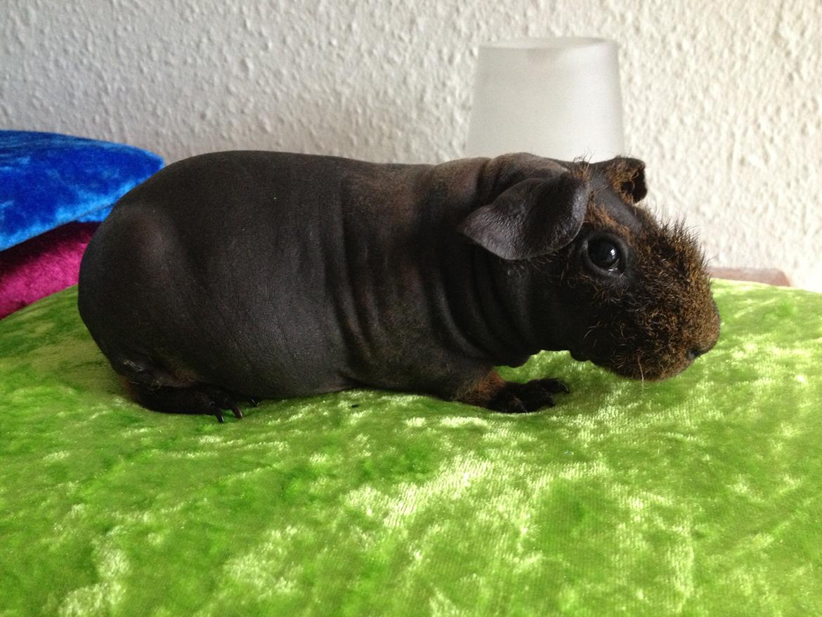 Marsvin Flintstones Mulder billede 14