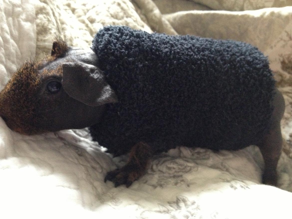 Marsvin Flintstones Mulder billede 11