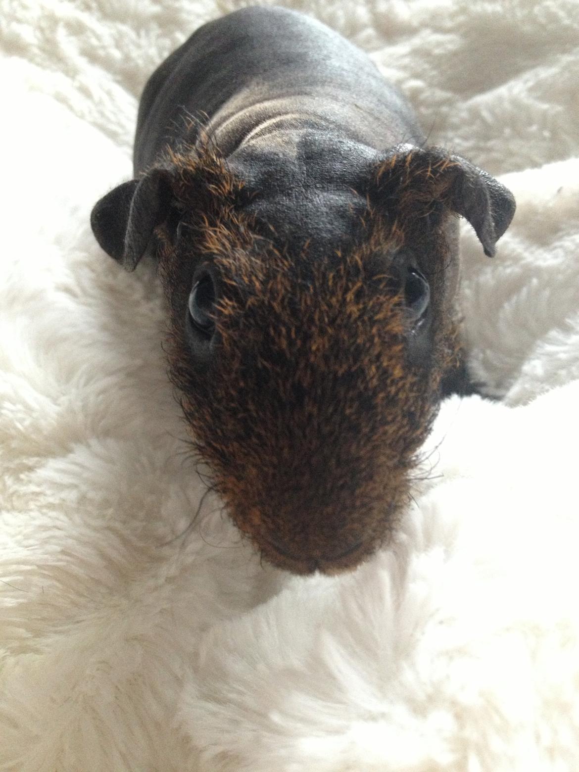 Marsvin Flintstones Mulder billede 15