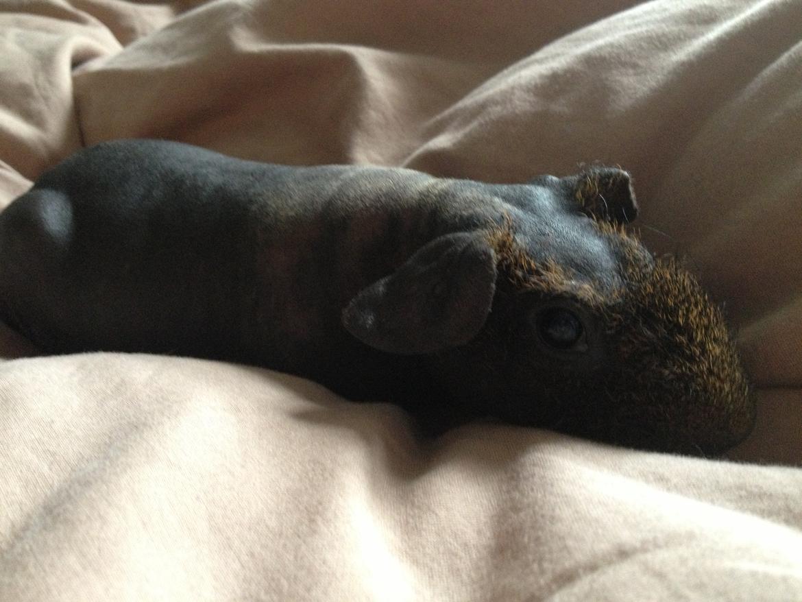 Marsvin Flintstones Mulder billede 16