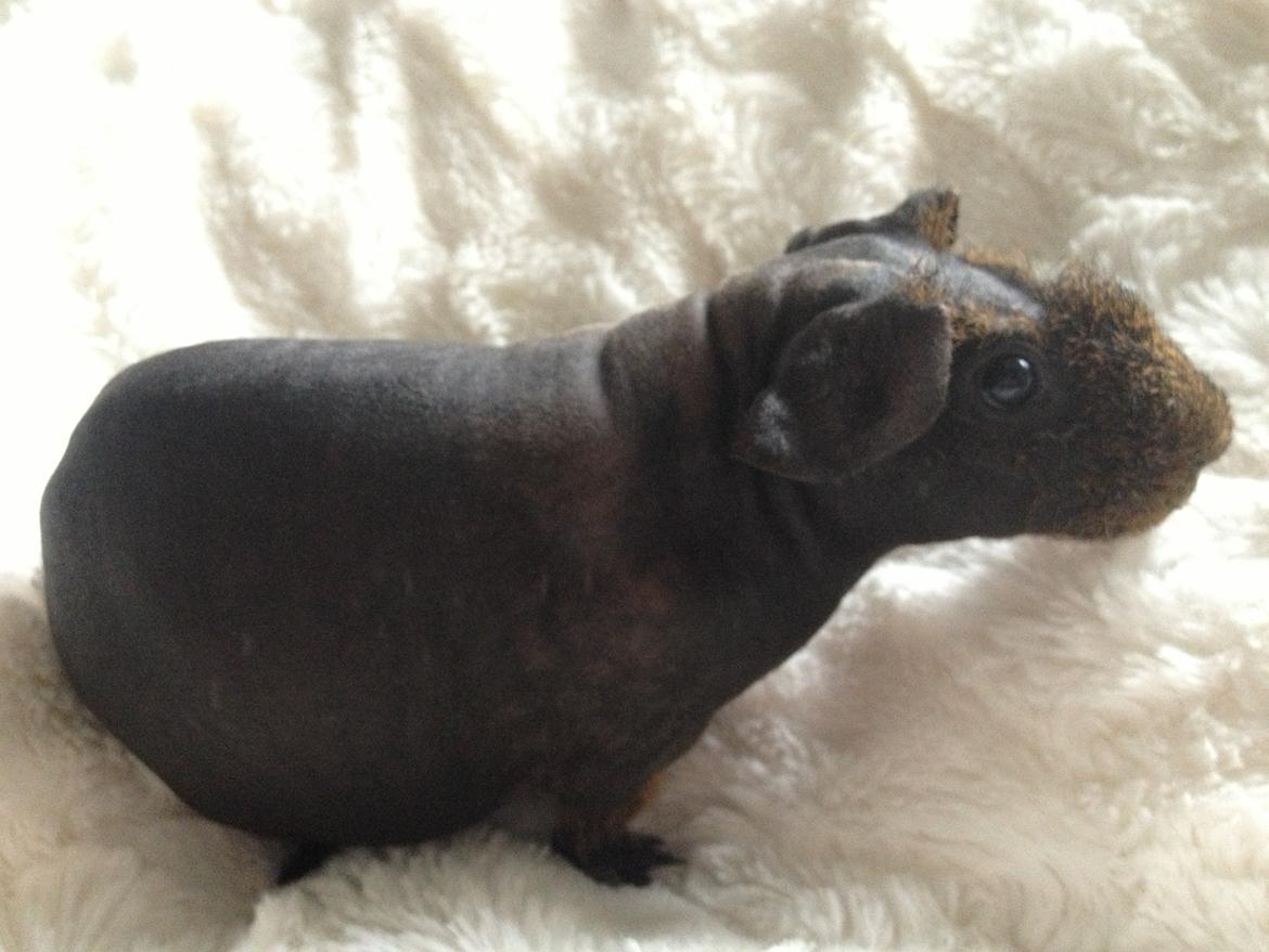 Marsvin Flintstones Mulder billede 10